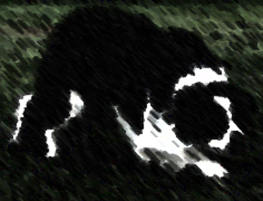 Working Border Collies